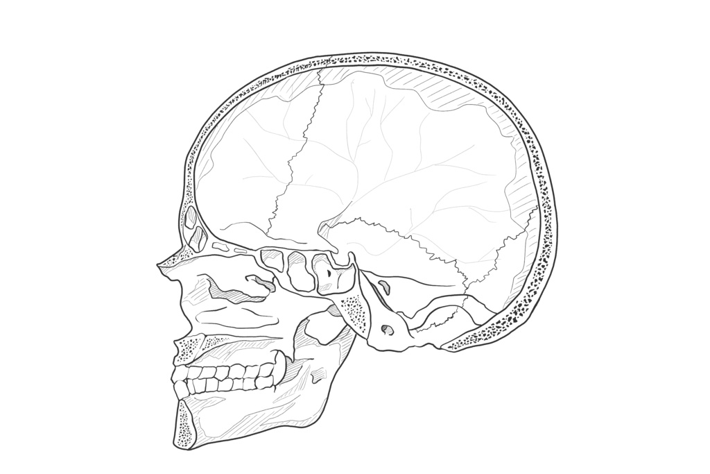 頭蓋冠状・頭蓋矢状 断面図 透過なし