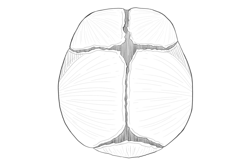 泉門　透過なし