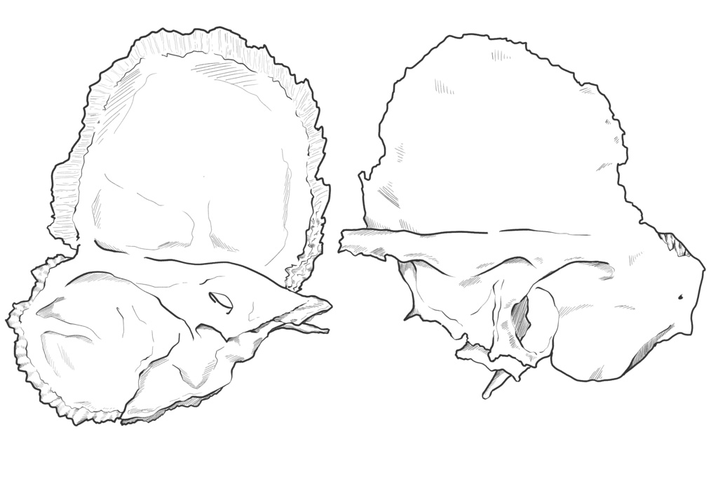 側頭骨　透過なし