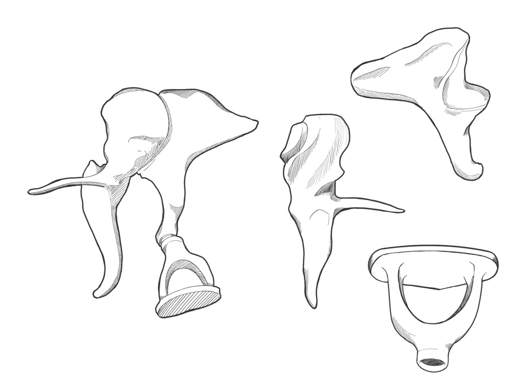 耳小骨　透過なし