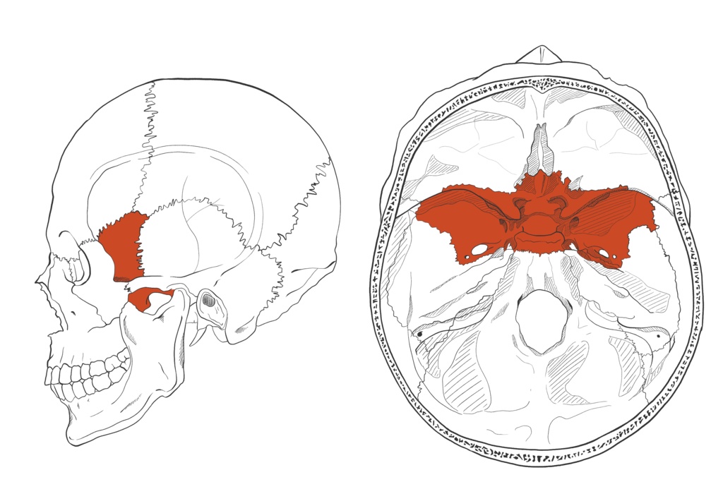 蝶形骨 透過なし