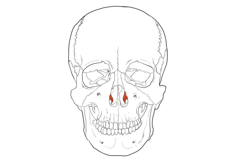 下鼻甲介 透過なし