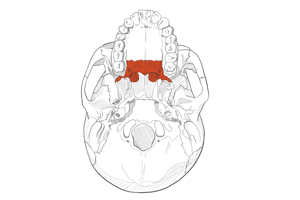 口蓋骨 透過なし