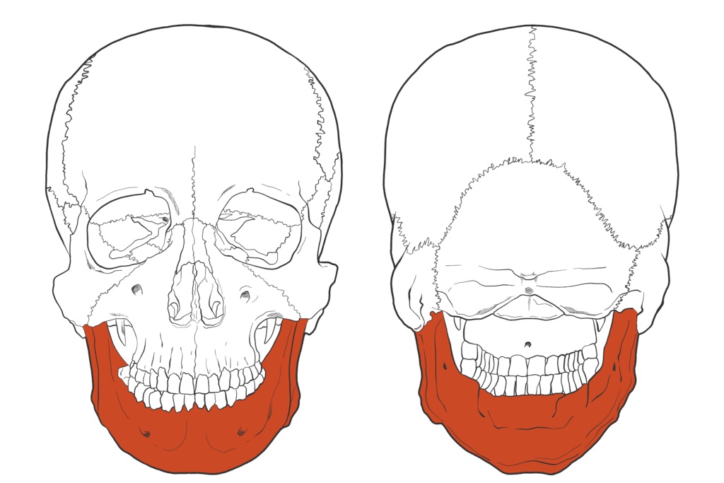 下顎骨 透過なし