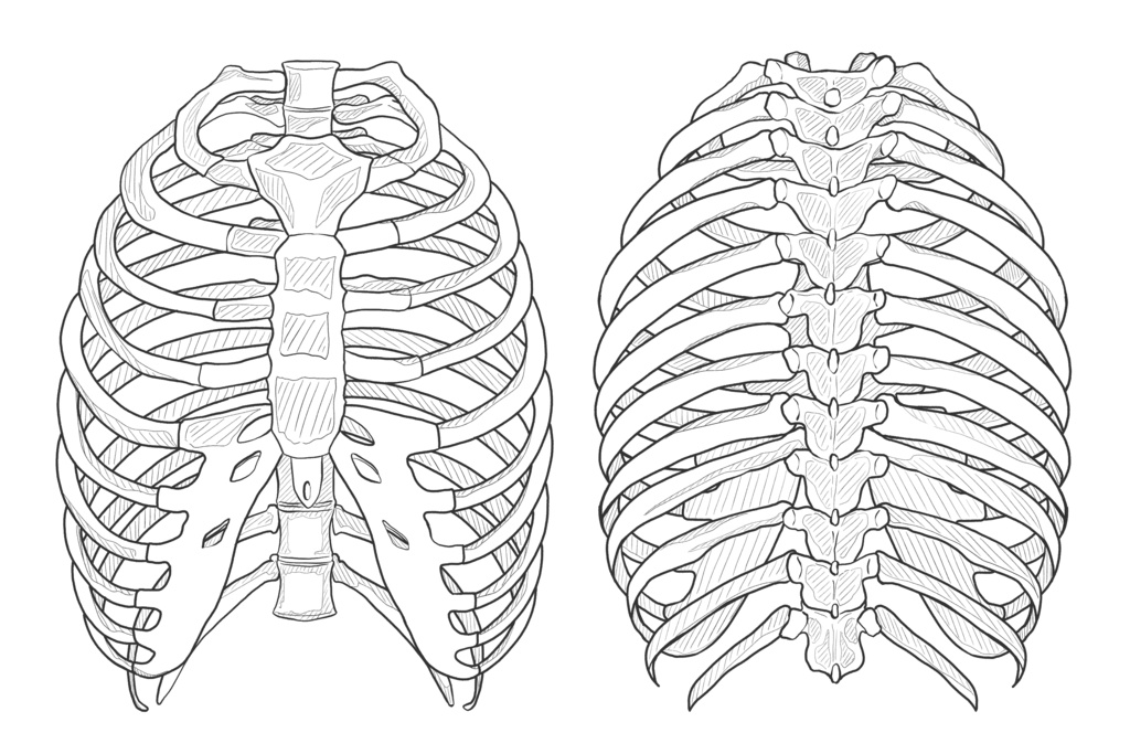胸郭　透過なし