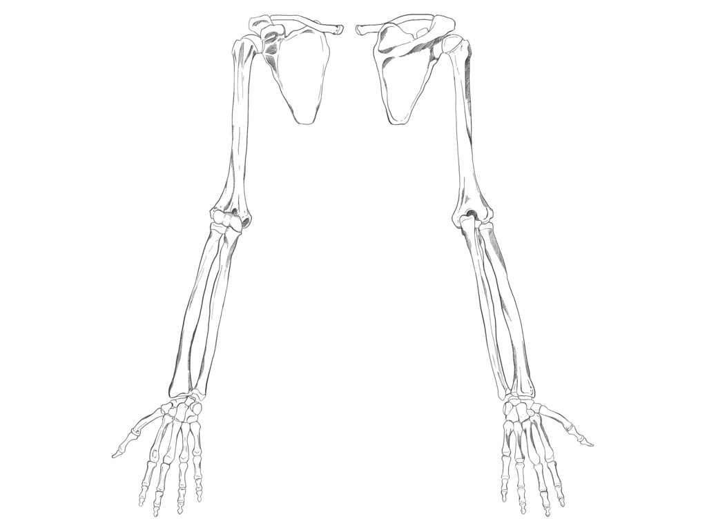 上肢前面・背面(右)透過なし