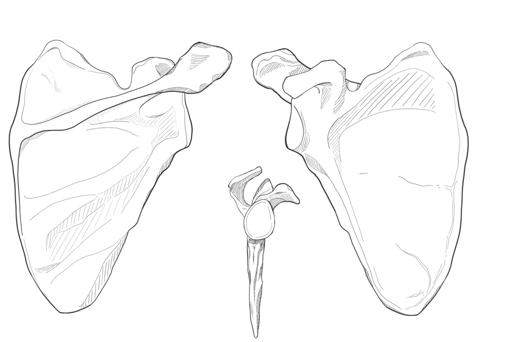 肩甲骨 透過なし