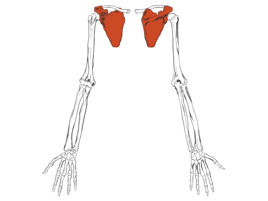 肩甲骨 透過なし