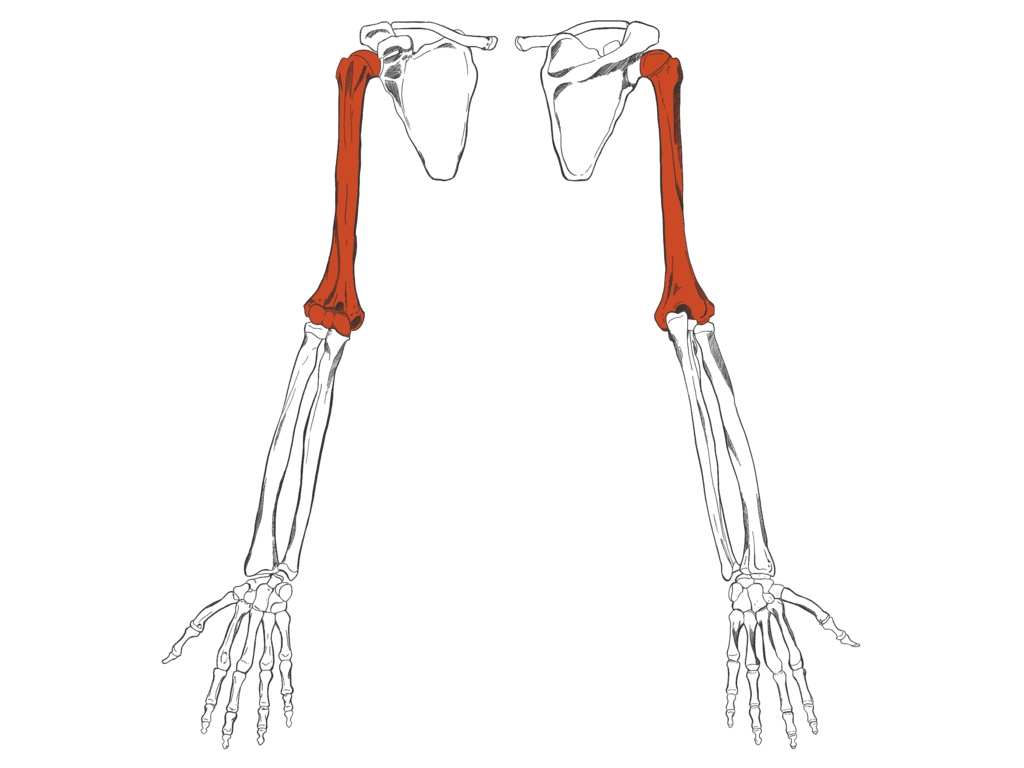 上腕骨 透過なし