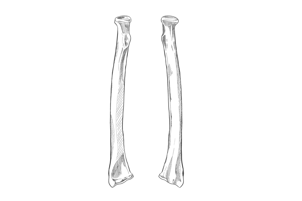 橈骨　透過なし