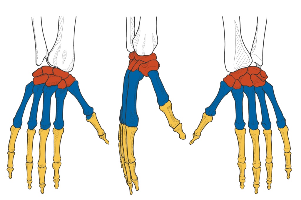手根骨・中手骨・指骨 透過なし