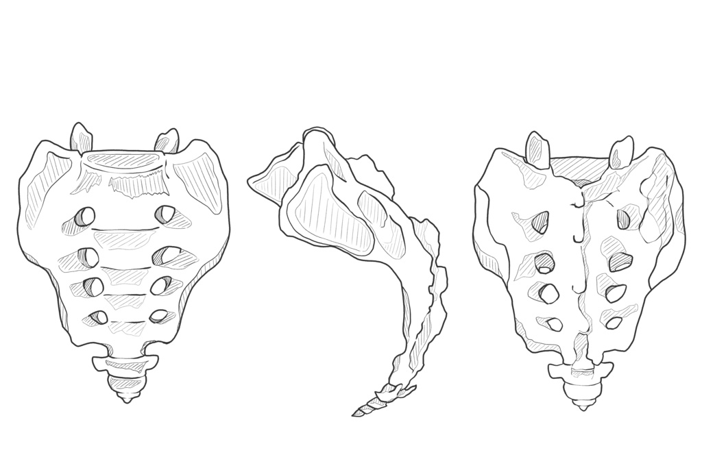 仙骨・尾骨　透過なし