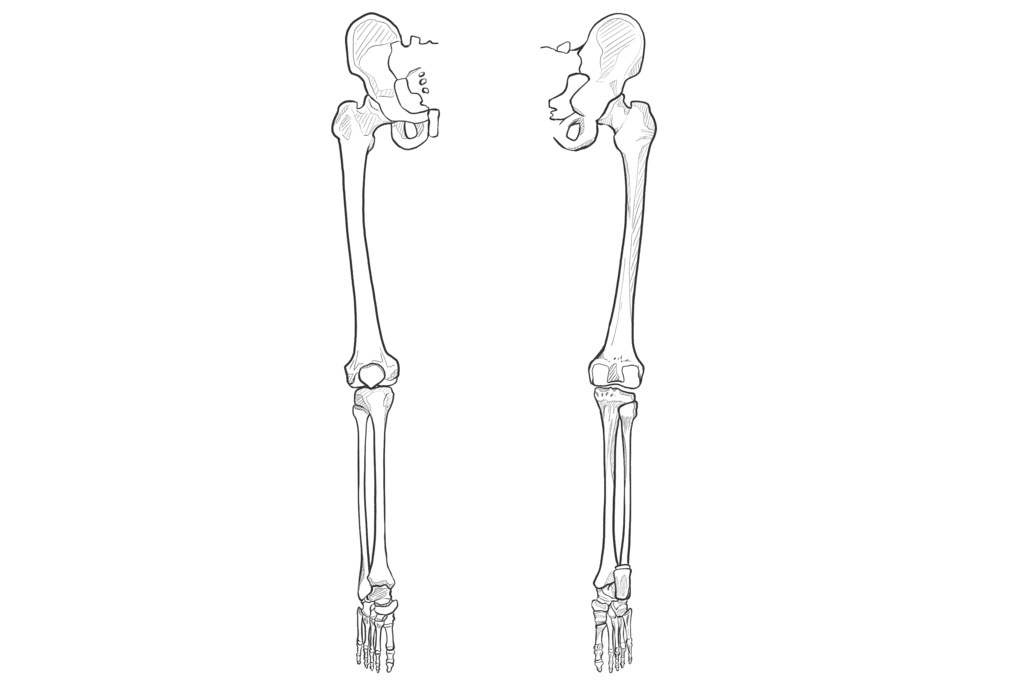 下肢前面・後面(右)　透過なし