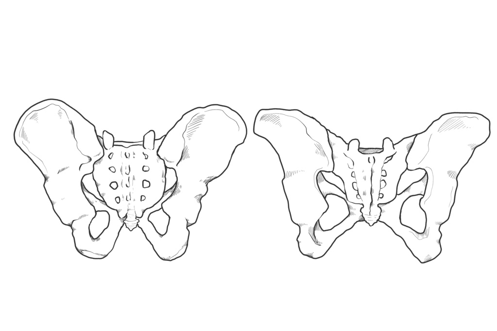 骨盤　前面・後面・上面　透過なし