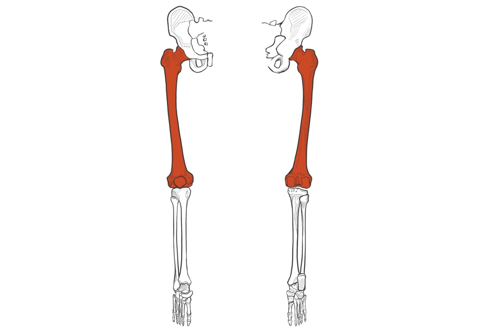 大腿骨 透過なし