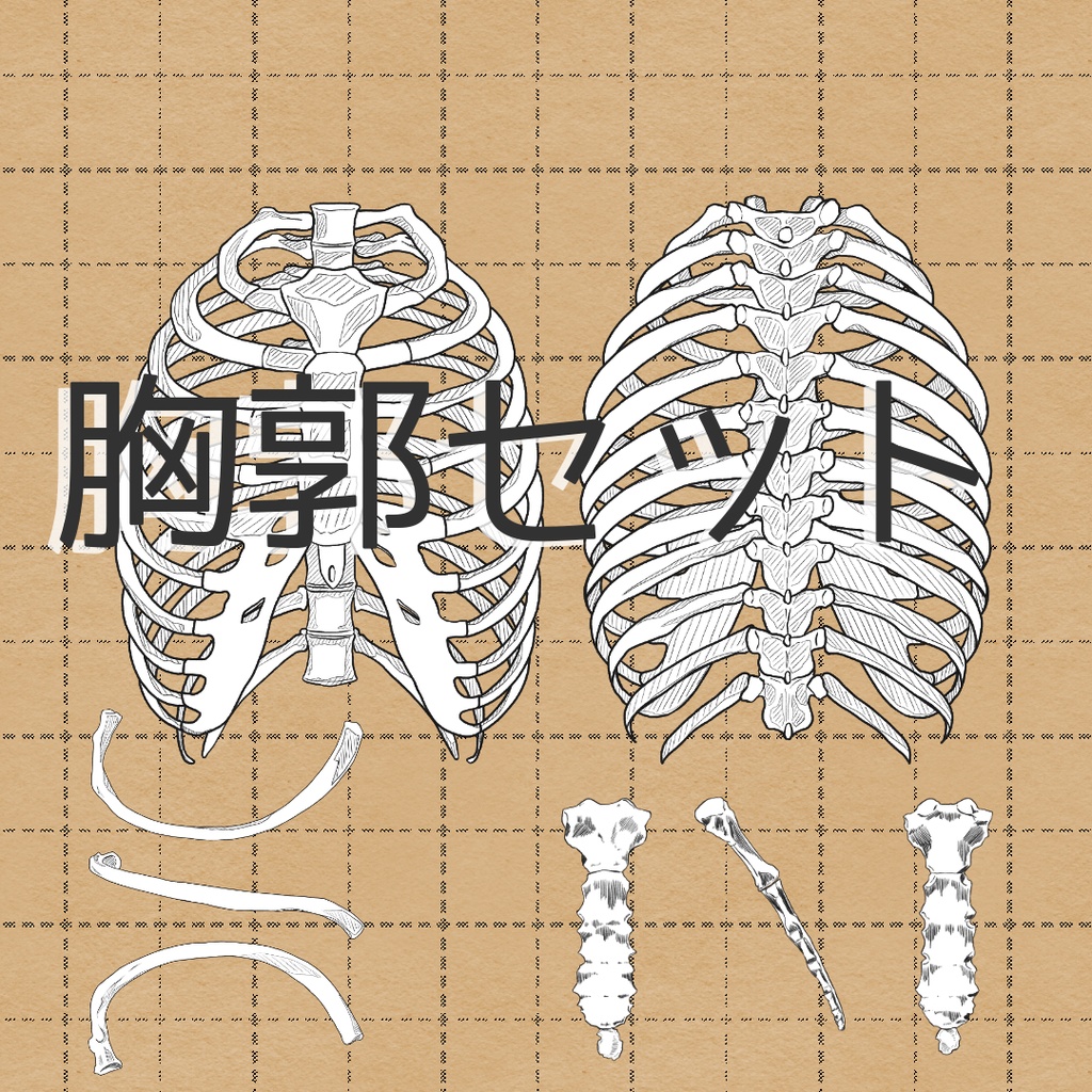 胸郭セット売り　透過なしver．
