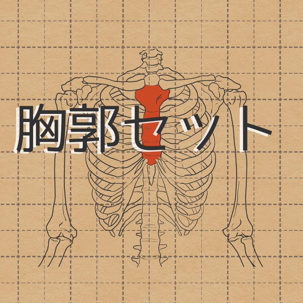 胸郭セット売り 透過なしver.