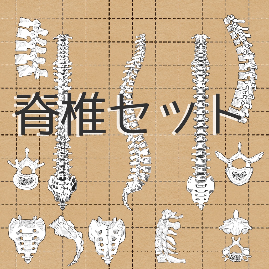 脊椎セット売り 透過なしver.