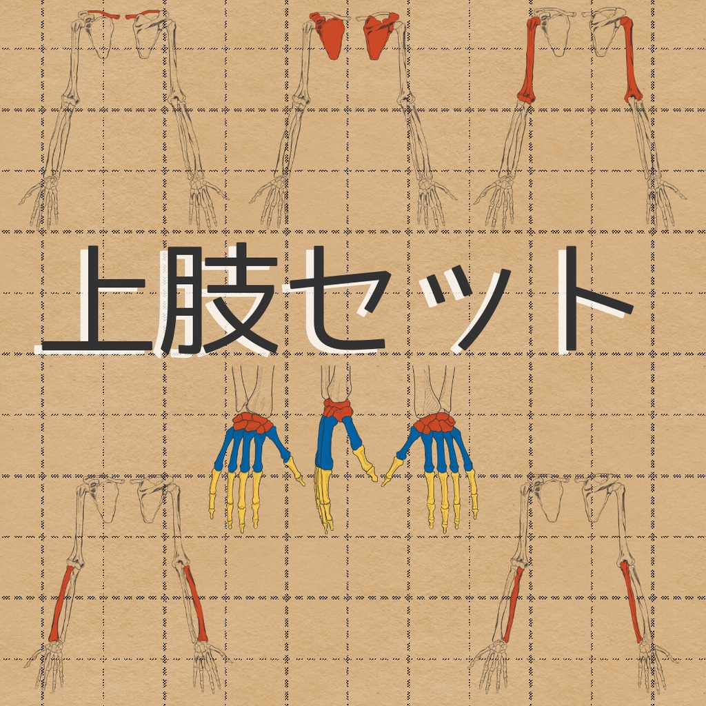 上肢セット売り 透過なしver.
