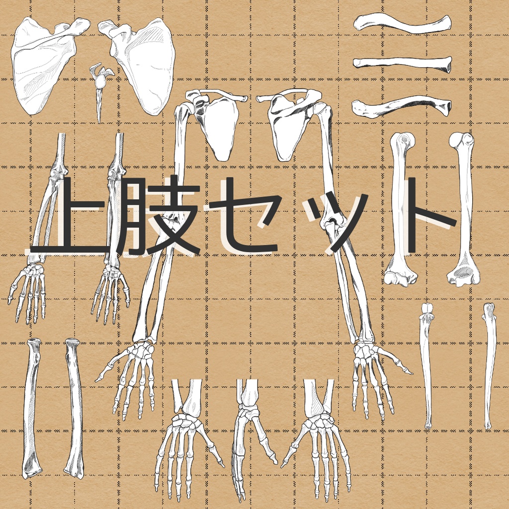 上肢セット売り　透過なしver．