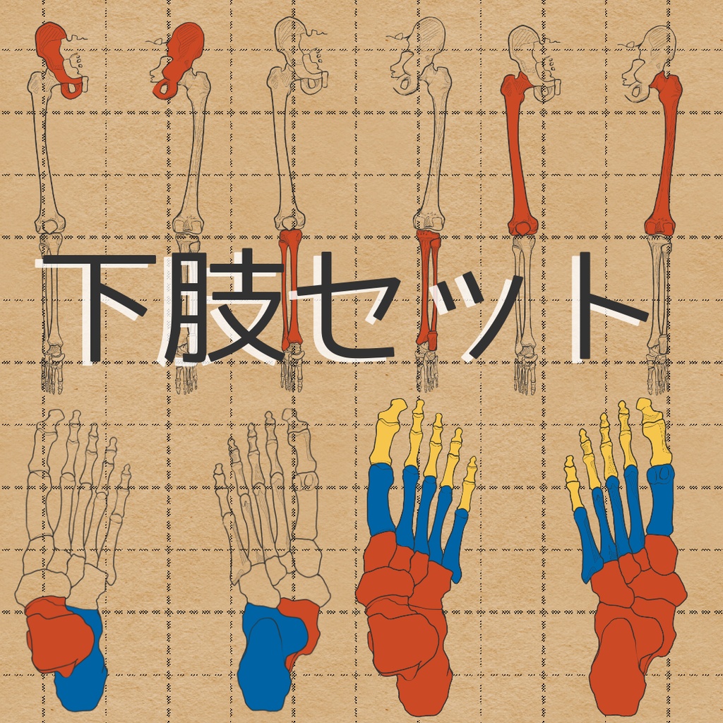 下肢セット売り 透過なしver.