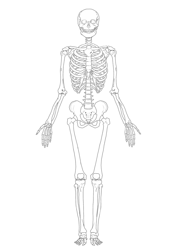 全身骨格図　透過なし
