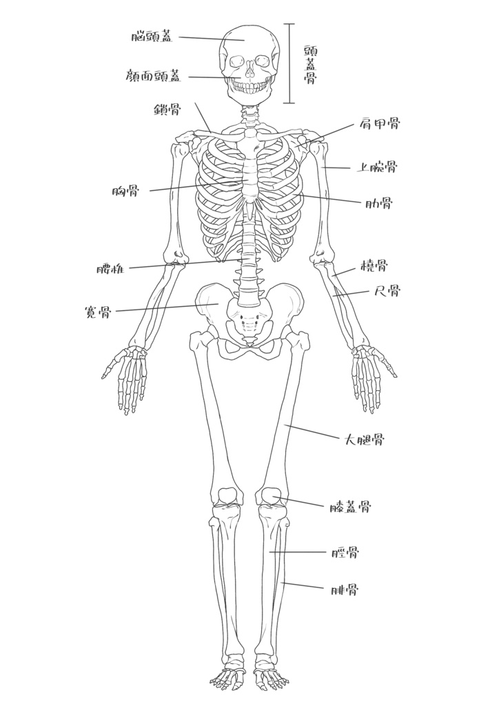 暗記用 全身骨格