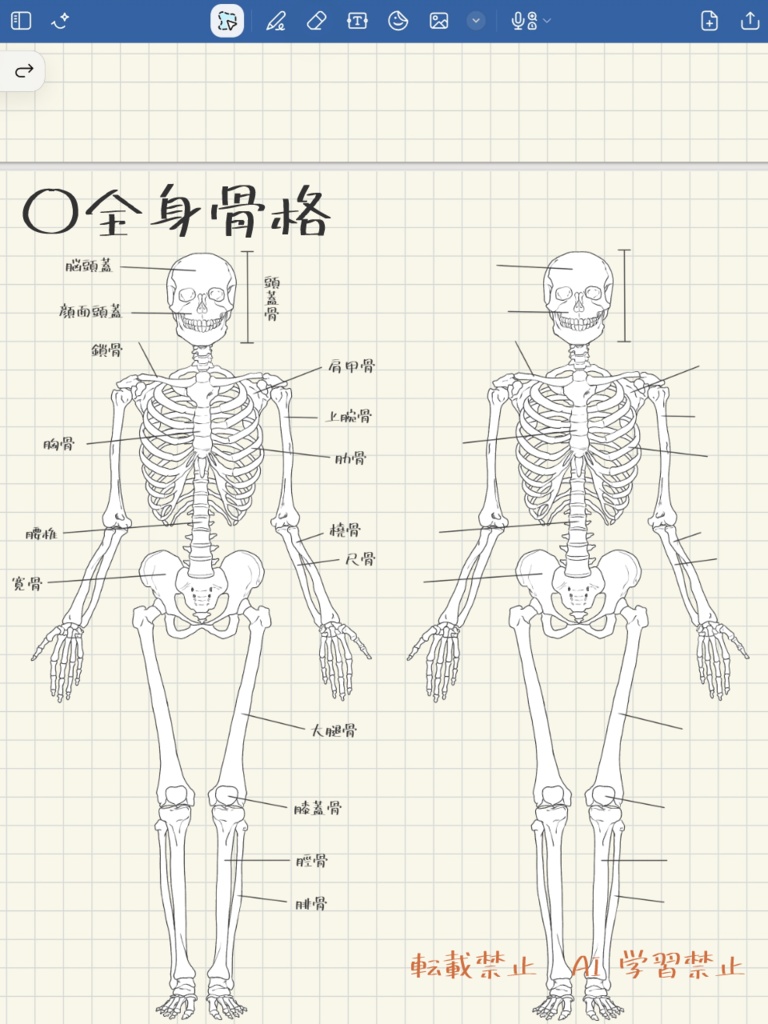 暗記用 全身骨格