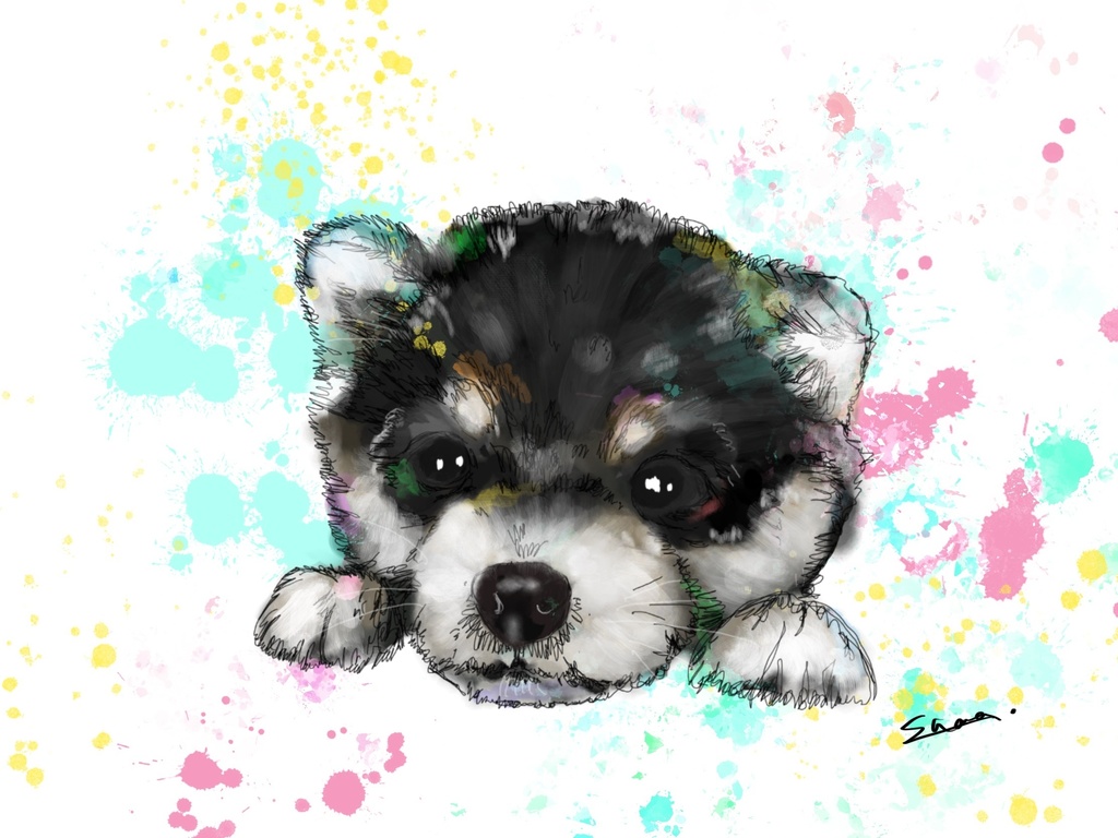 見上げる眼差し 黒柴犬