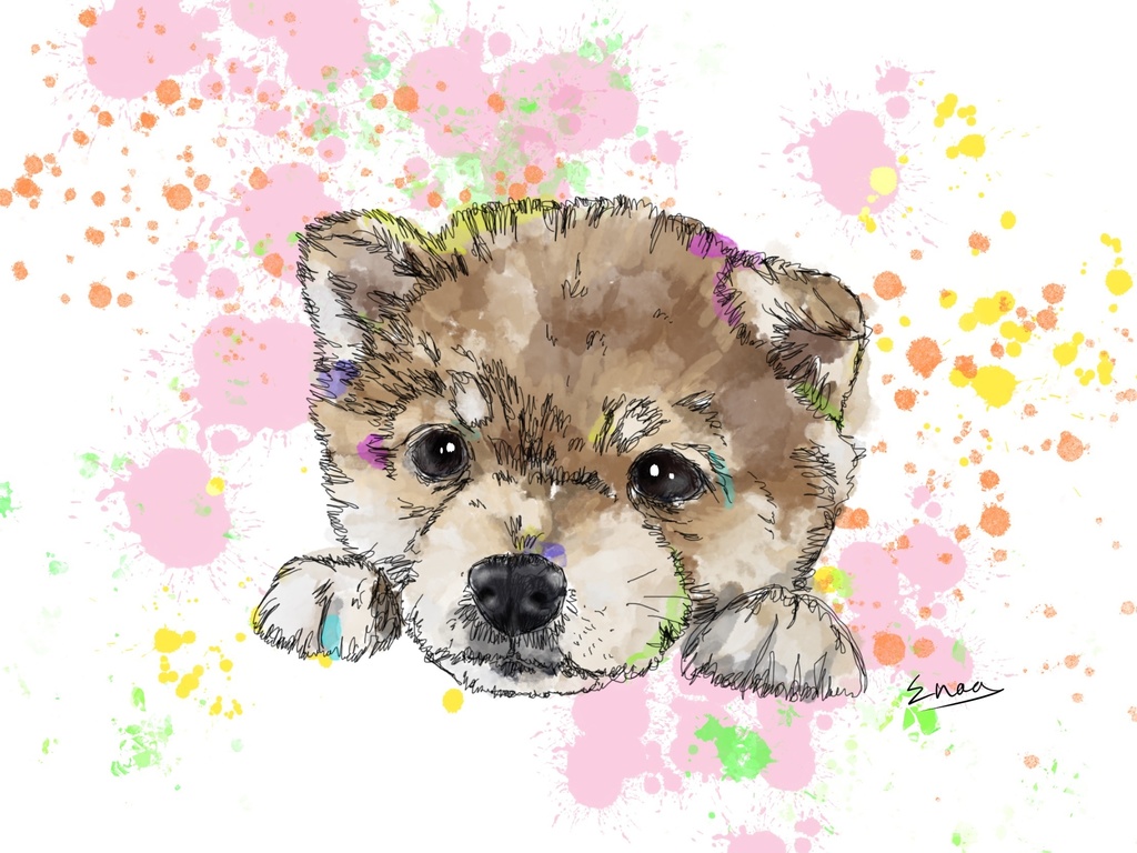見上げる眼差し 柴犬