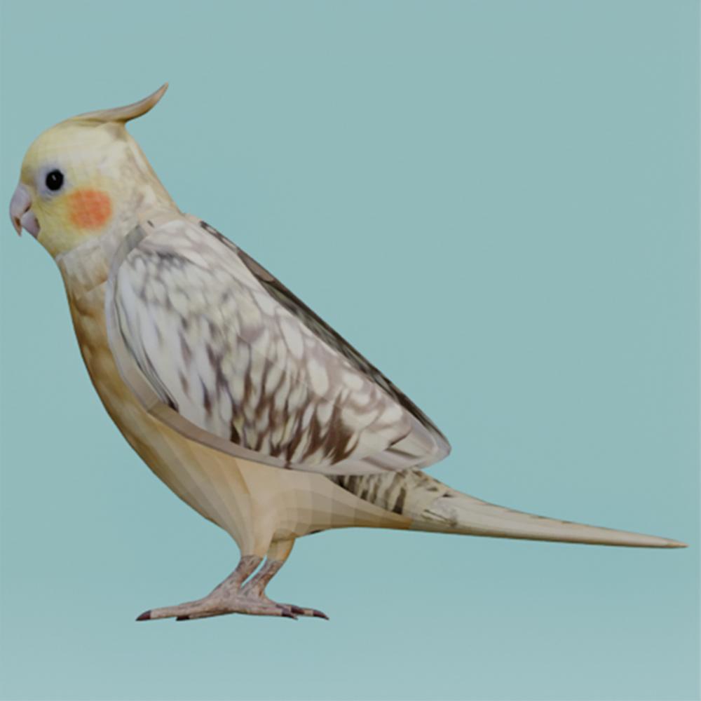 【3Dモデル】オカメインコ(シナモンパール)