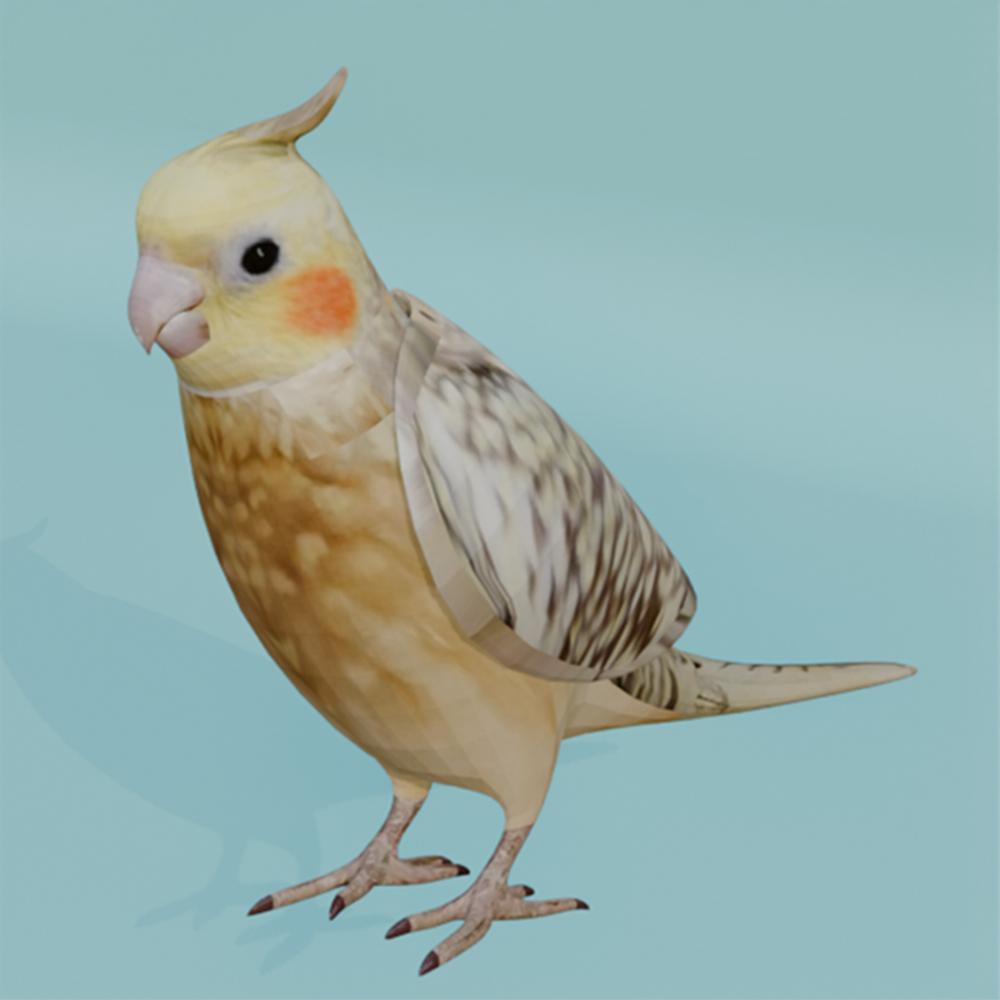 【3Dモデル】オカメインコ(シナモンパール)