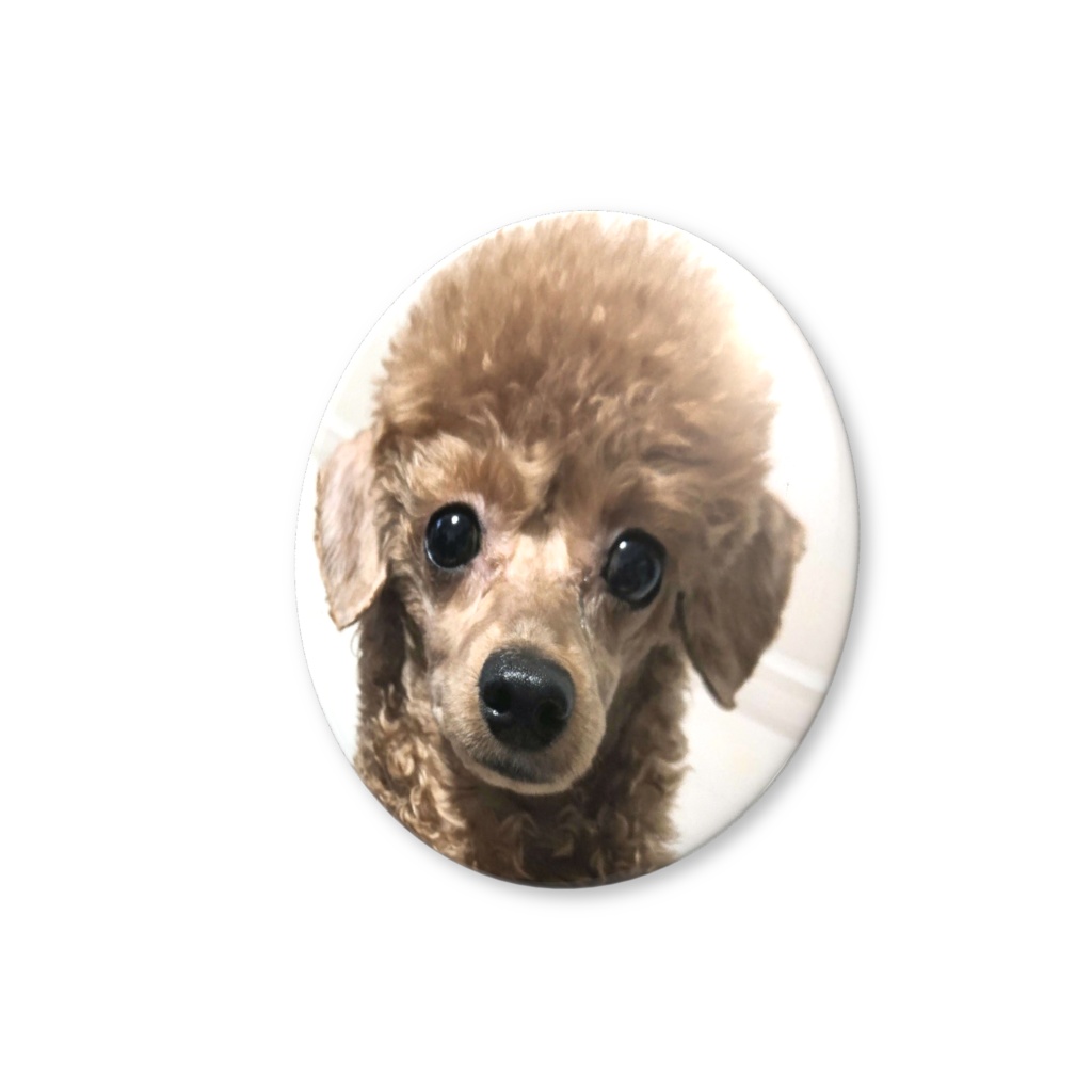 ぽぽる缶バッジ(アルパカの姿)