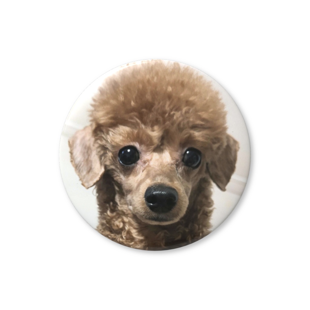 ぽぽる缶バッジ(アルパカの姿)