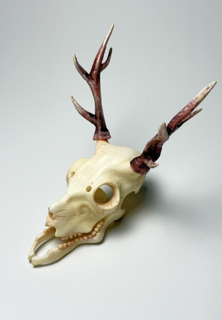 オリジナル骸骨(鹿っぽいリアル)