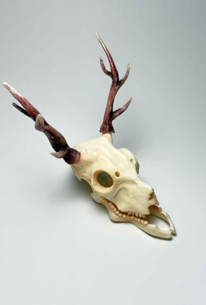 オリジナル骸骨(鹿っぽいリアル)