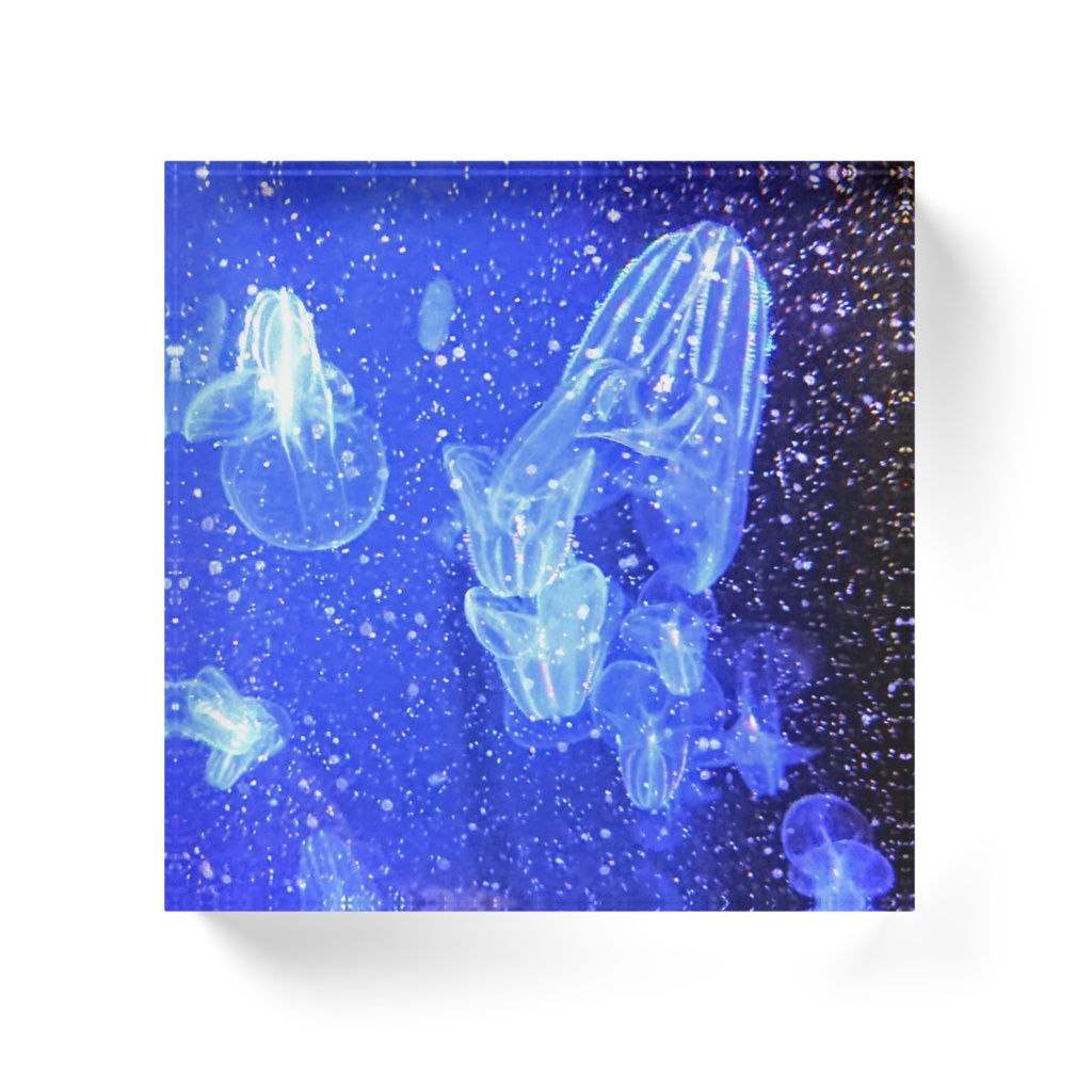 海月空間 ーカブトクラゲー