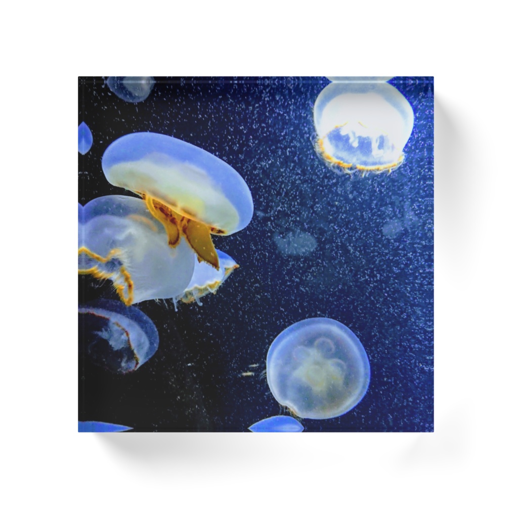 海月空間 ー キタミズクラゲー