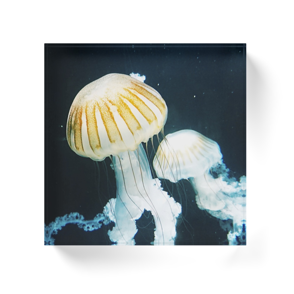 海月空間 ーヤナギクラゲー