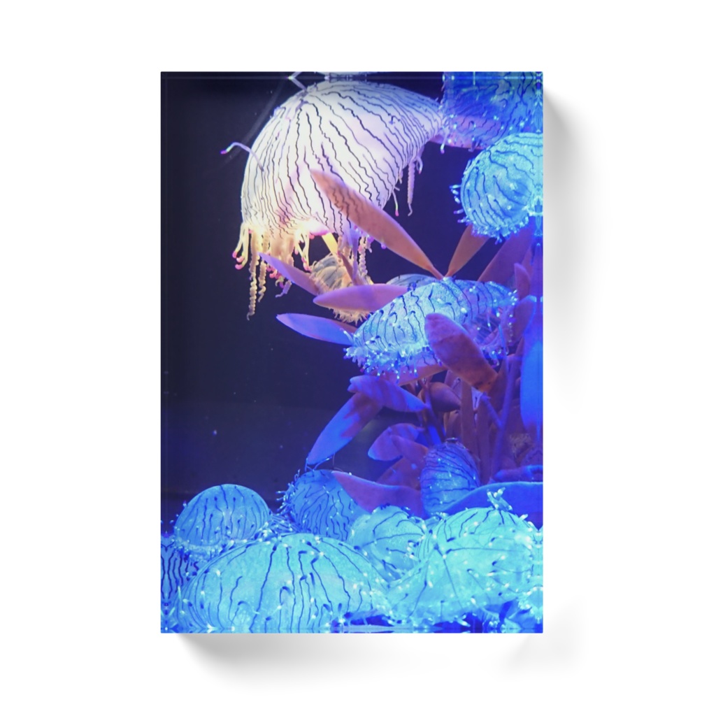 海月空間 ーハナガサクラゲー