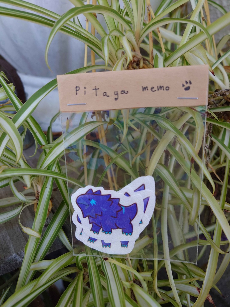 ピタメモ＝パープルピタヤ＝