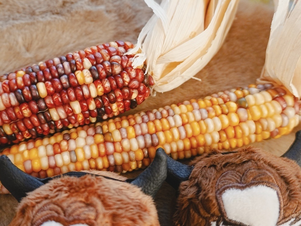 セーラーペアセット Halloween