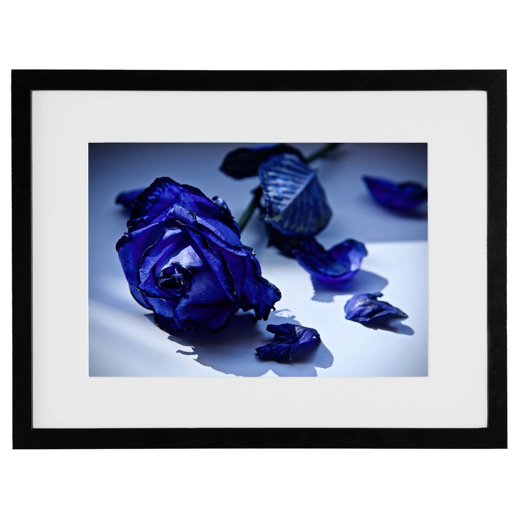Blue Rose / #Neoteny0011 写真作品(額装)