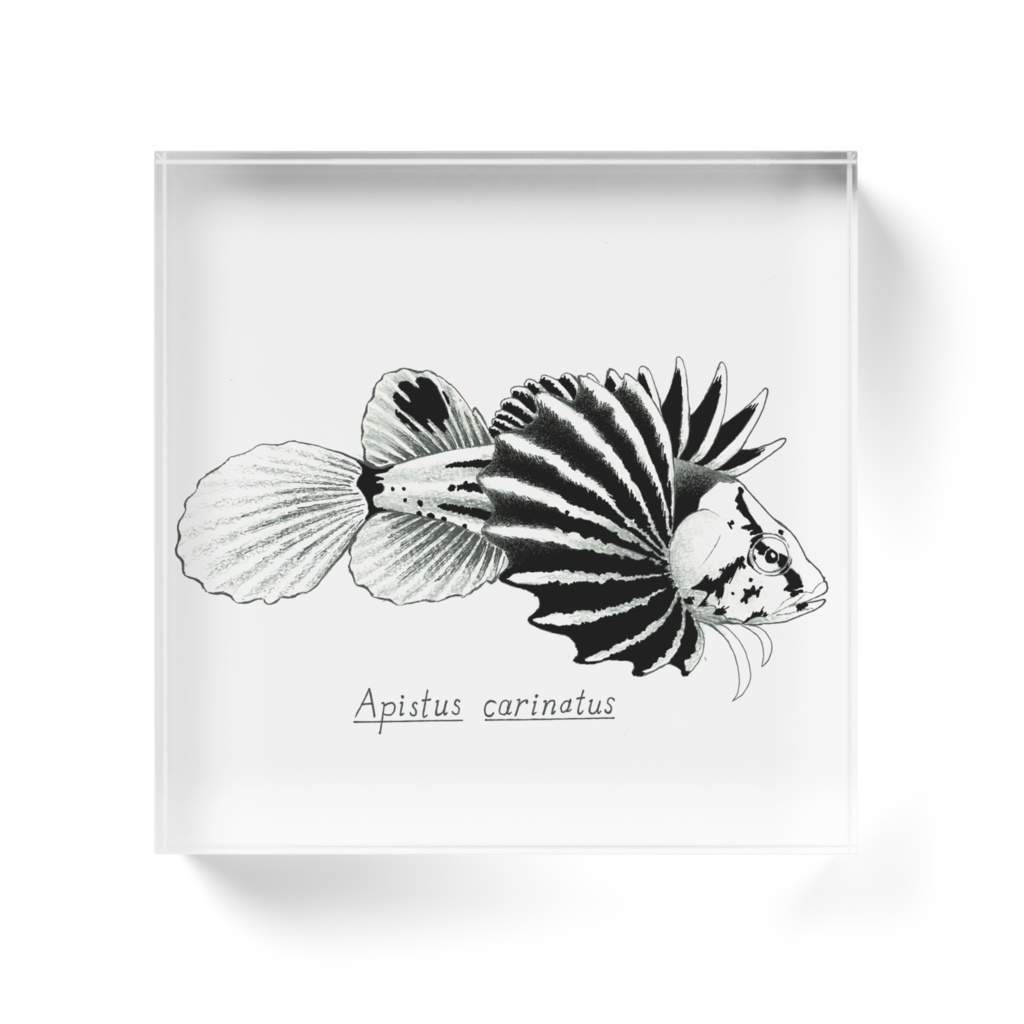 ハチ(幼魚)のアクリルブロック