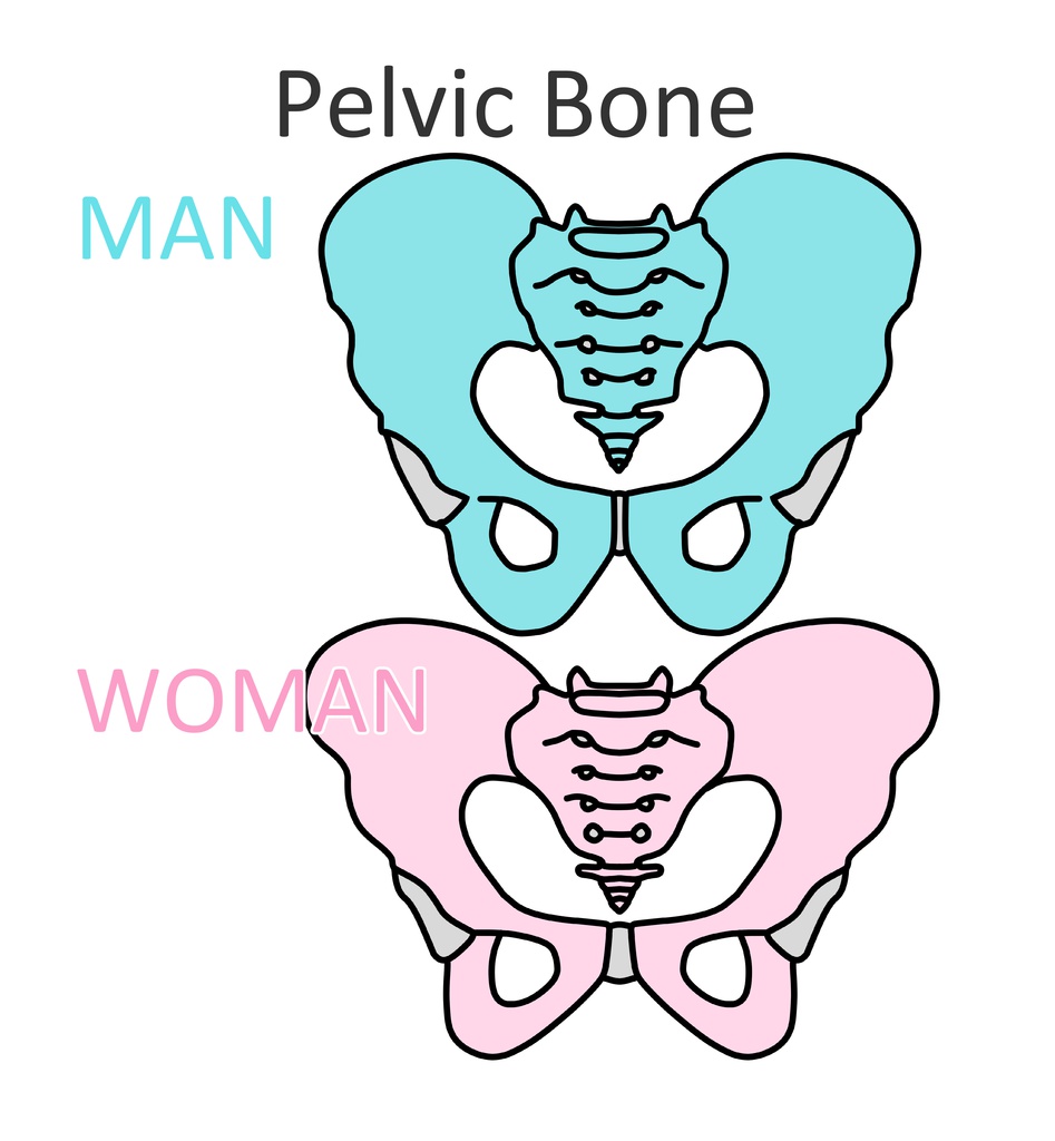 男女の骨盤比較タオル(大)