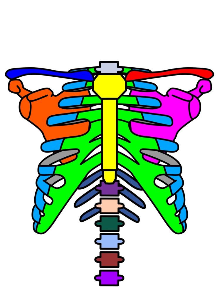 カラー肋骨Tシャツ