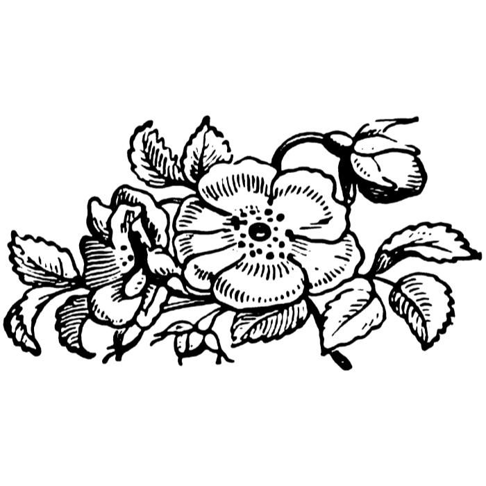 中世風素材「植物、花」30種類その7