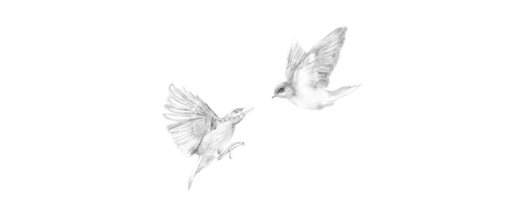 鳥