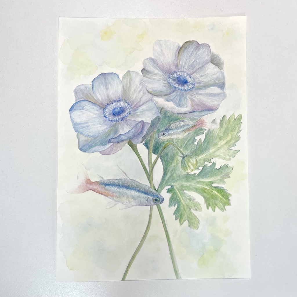 アネモネとネオンテトラ