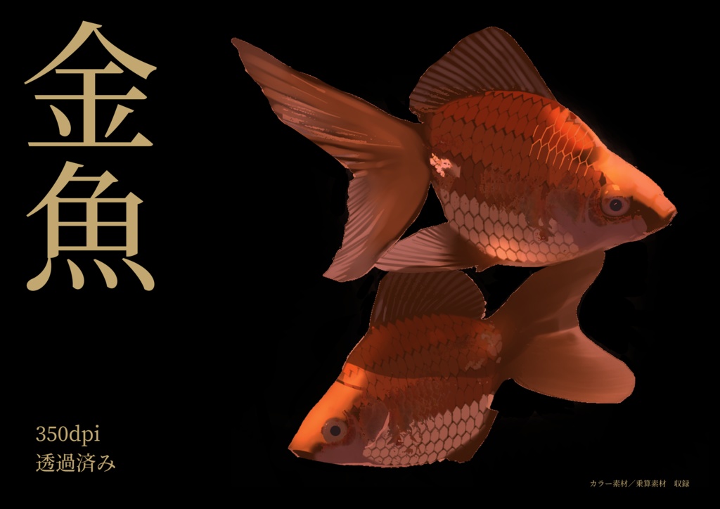 金魚